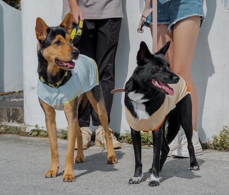 狗狗們穿著冰絲科技寵物涼感衣