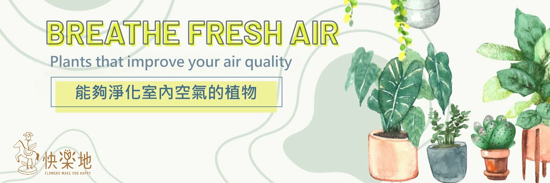 淨化空氣的植物