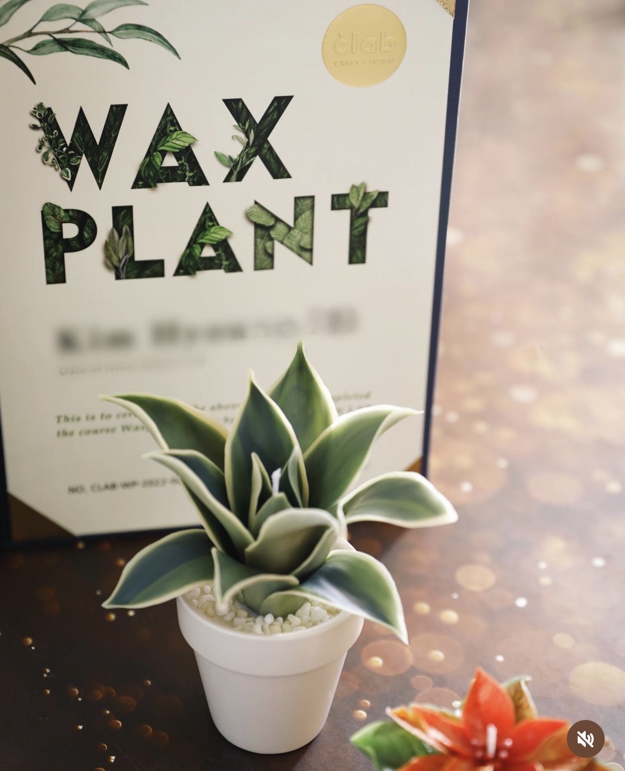 韓國 CLAB 植物盆栽蠟燭證書課程