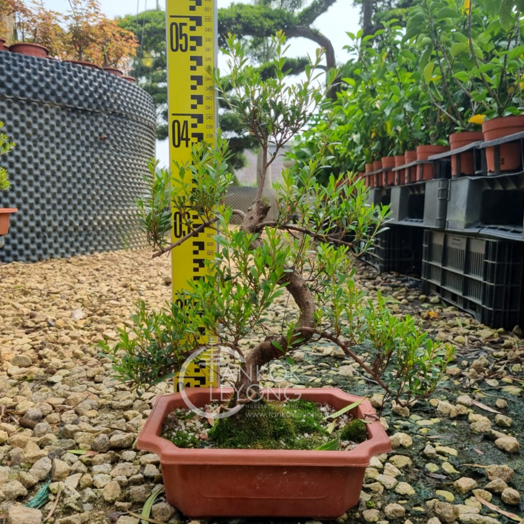 TKL - Outdoor Bonsai Syzygium Buxifolium 'S' 室外盆景小叶赤楠'S'