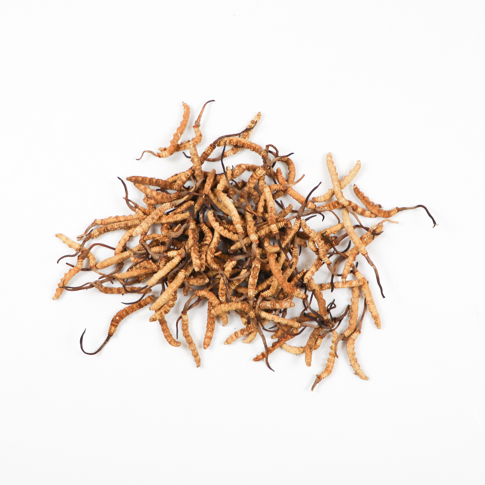 西藏那曲冬蟲夏草(4000隻/kg) (兩) | 惟元蔘藥網路商城