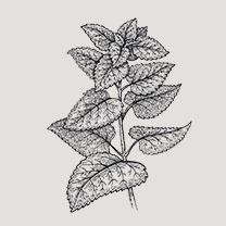 香蜂草精油
