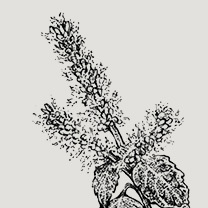 廣藿香精油