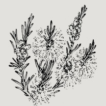 茶樹精油