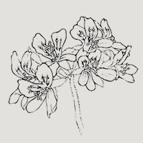 廣藿香精油
