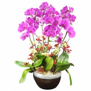 大紫大紅送禮蘭花