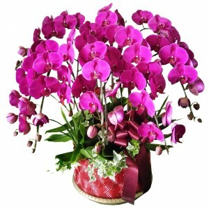 奢華精緻送禮蘭花