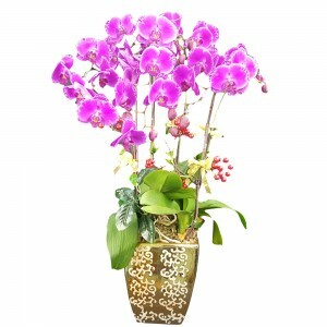 華麗商務送禮蘭花
