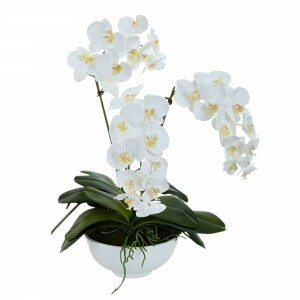 高貴典雅送禮蘭花