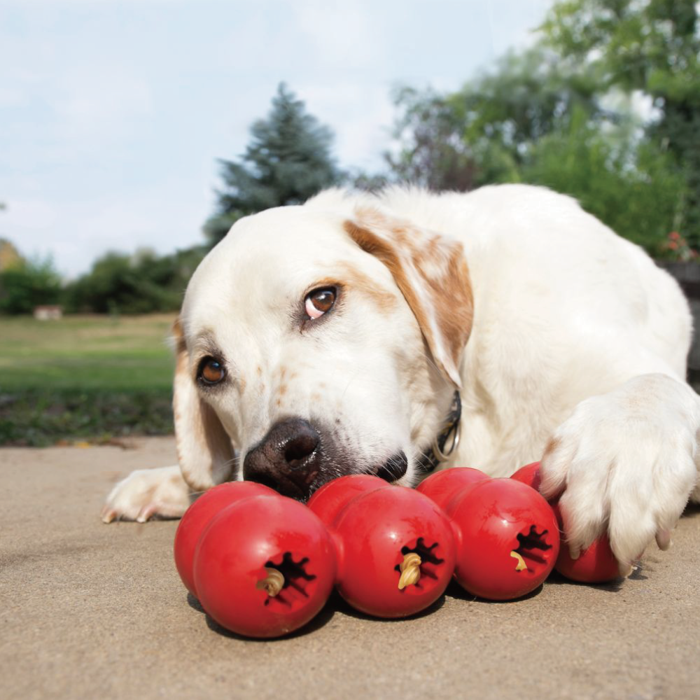 KONG | 多孔連環益智玩具