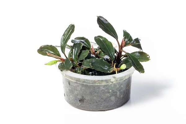 布朗尼紫辣椒榕