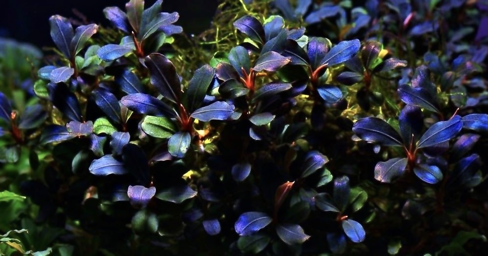 布朗尼紫辣椒榕