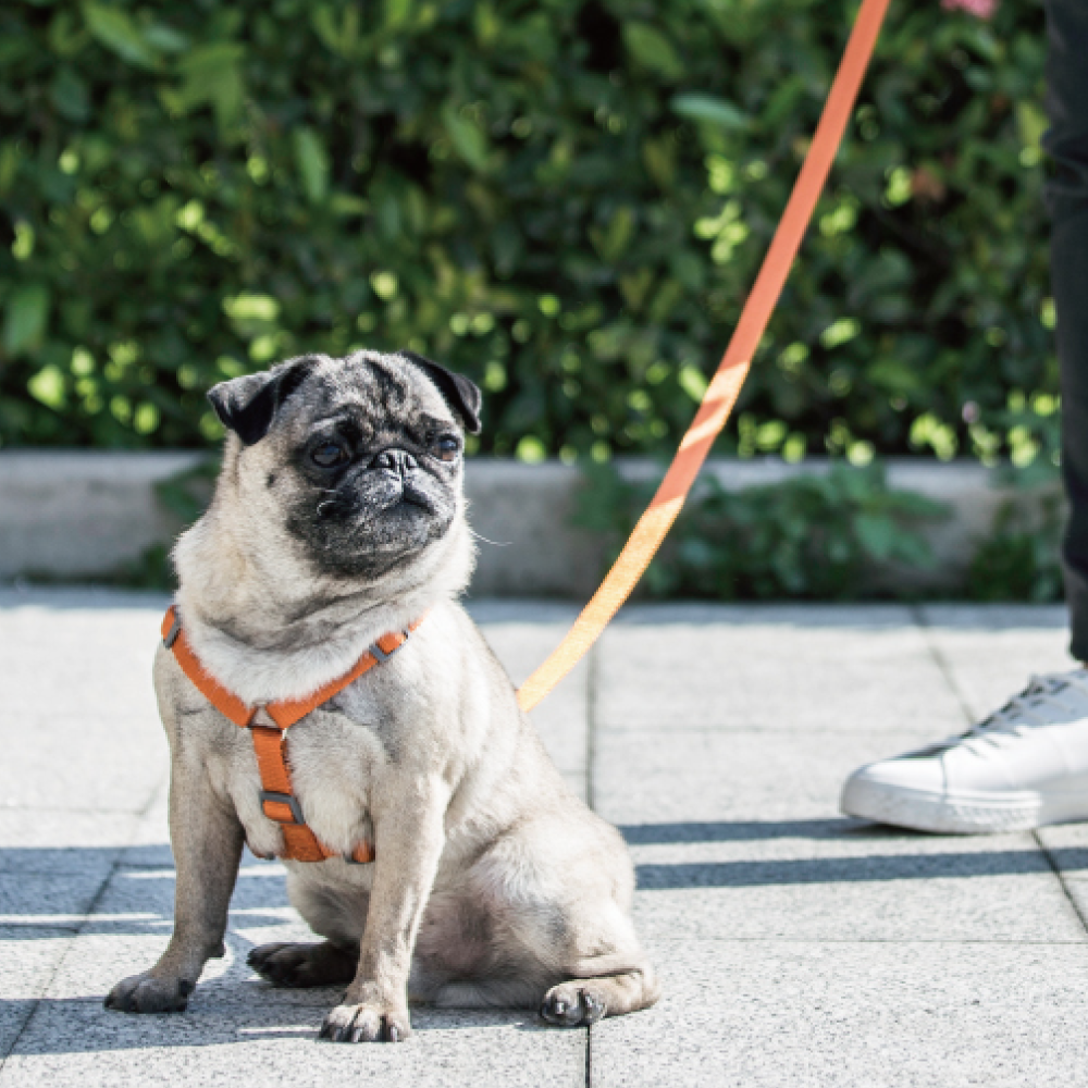 tails&me 尾巴與我 | 經典尼龍帶系列-狗狗牽繩 (6色)