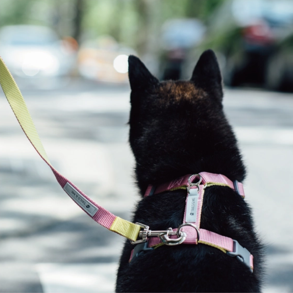 tails&me 尾巴與我 | 經典尼龍帶系列-狗狗胸背帶 (6色)