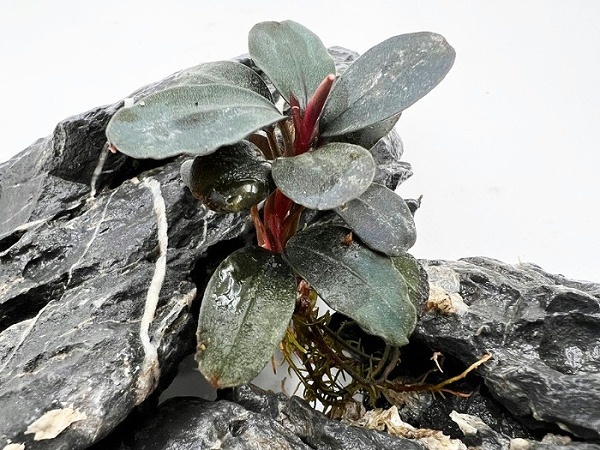 海倫娜圓葉辣椒榕