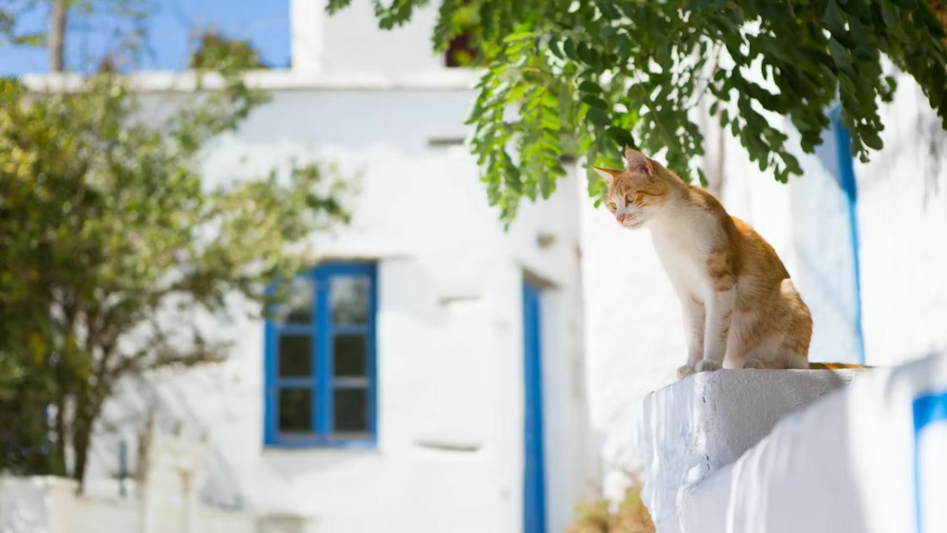 一隻貓咪橘貓在希臘的島上