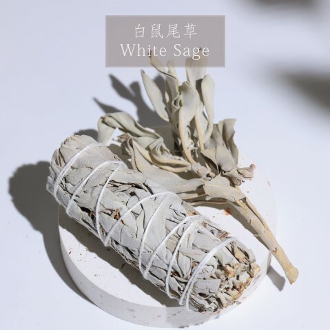 白鼠尾草 White Sage
