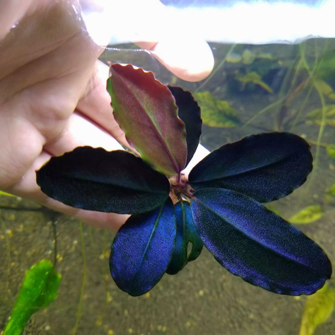 大葉金屬藍辣椒榕