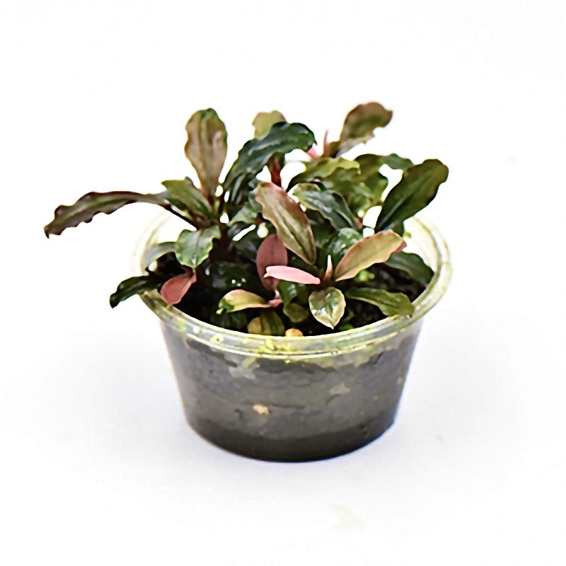 粉色幽靈辣椒榕