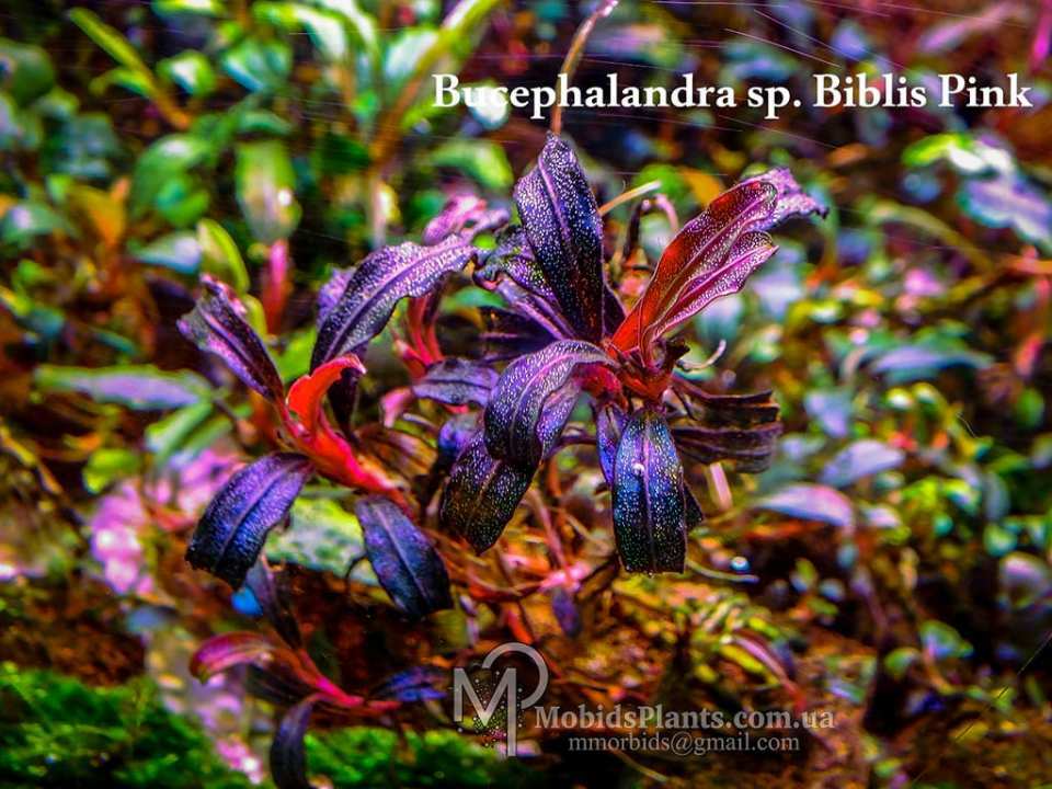 粉色幽靈辣椒榕