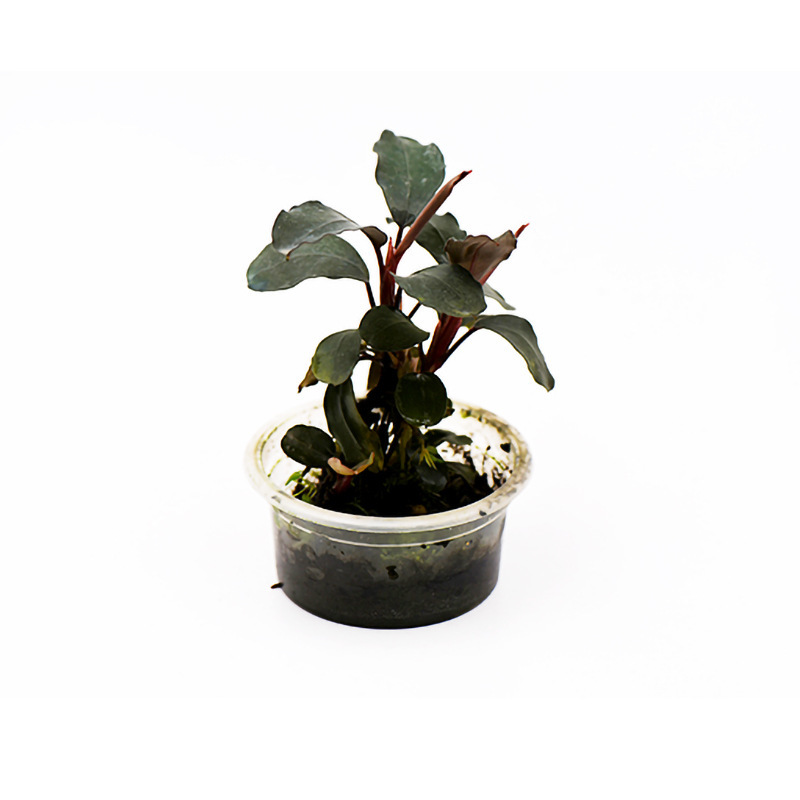 寬葉幽靈辣椒榕