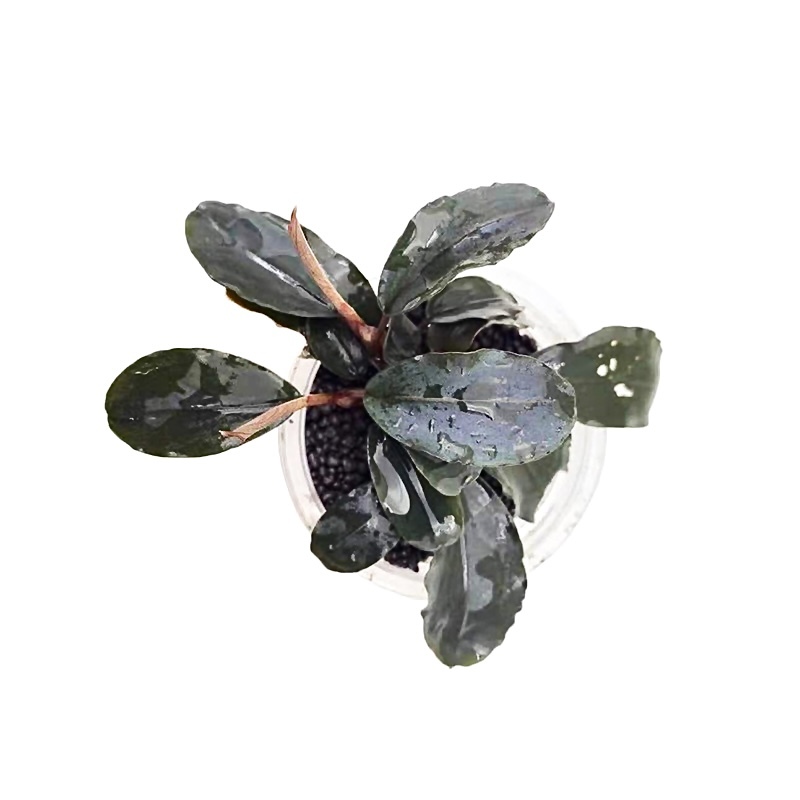 大葉金屬藍辣椒榕