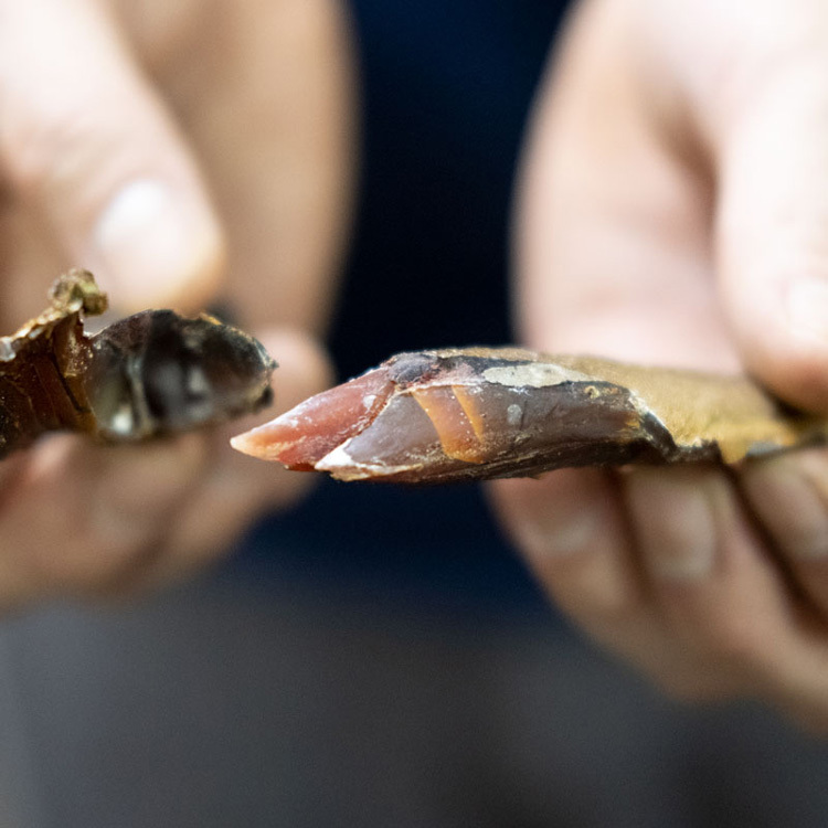 食貨集台灣本產柴魚花「六鰹四鯖」