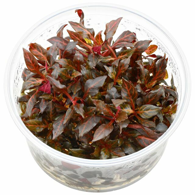 無菌杯｜血心蘭