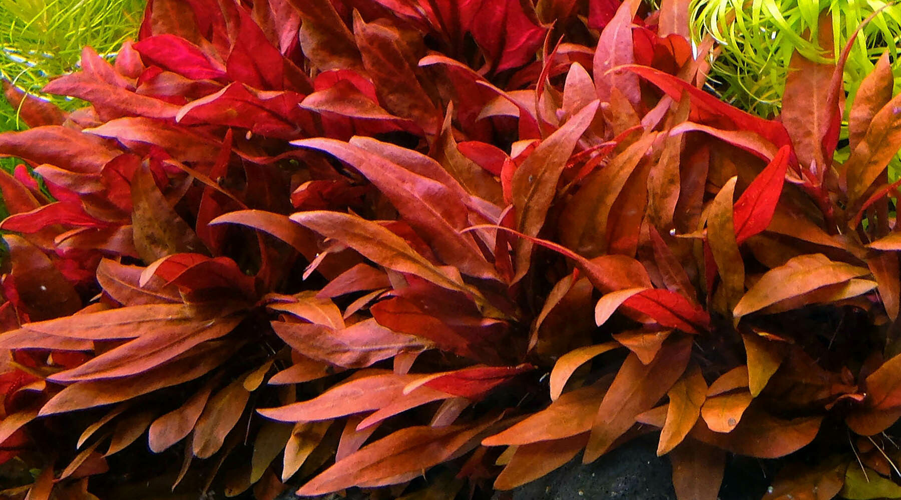 無菌杯｜血心蘭