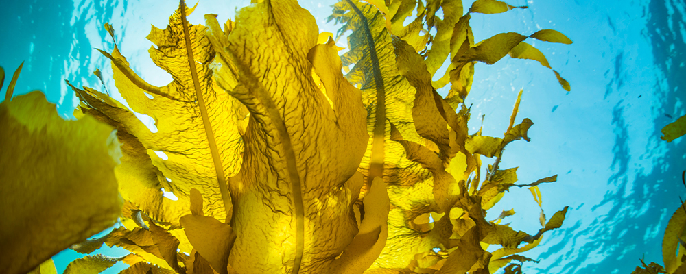 黃金海藻御光精華