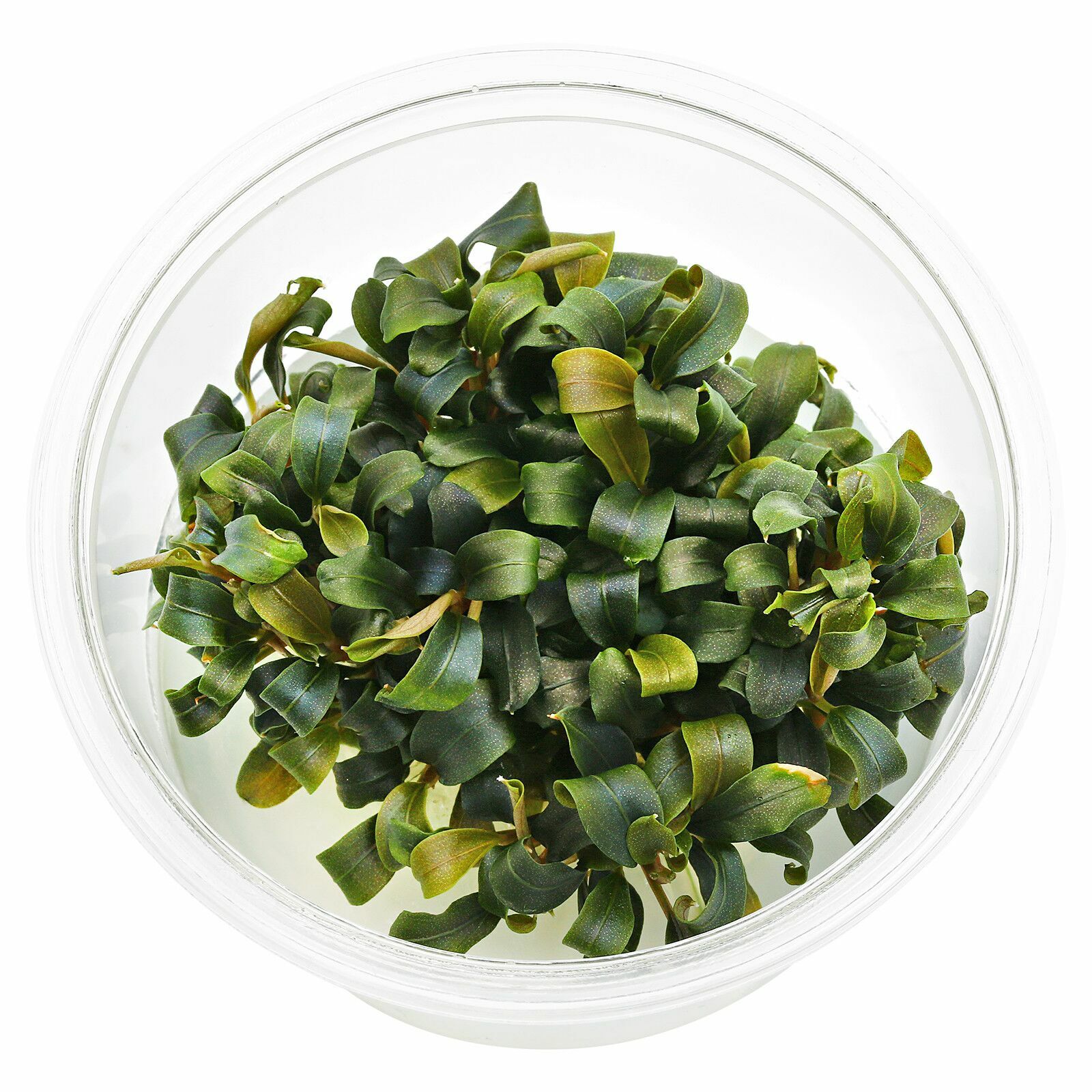 無菌杯｜布朗尼