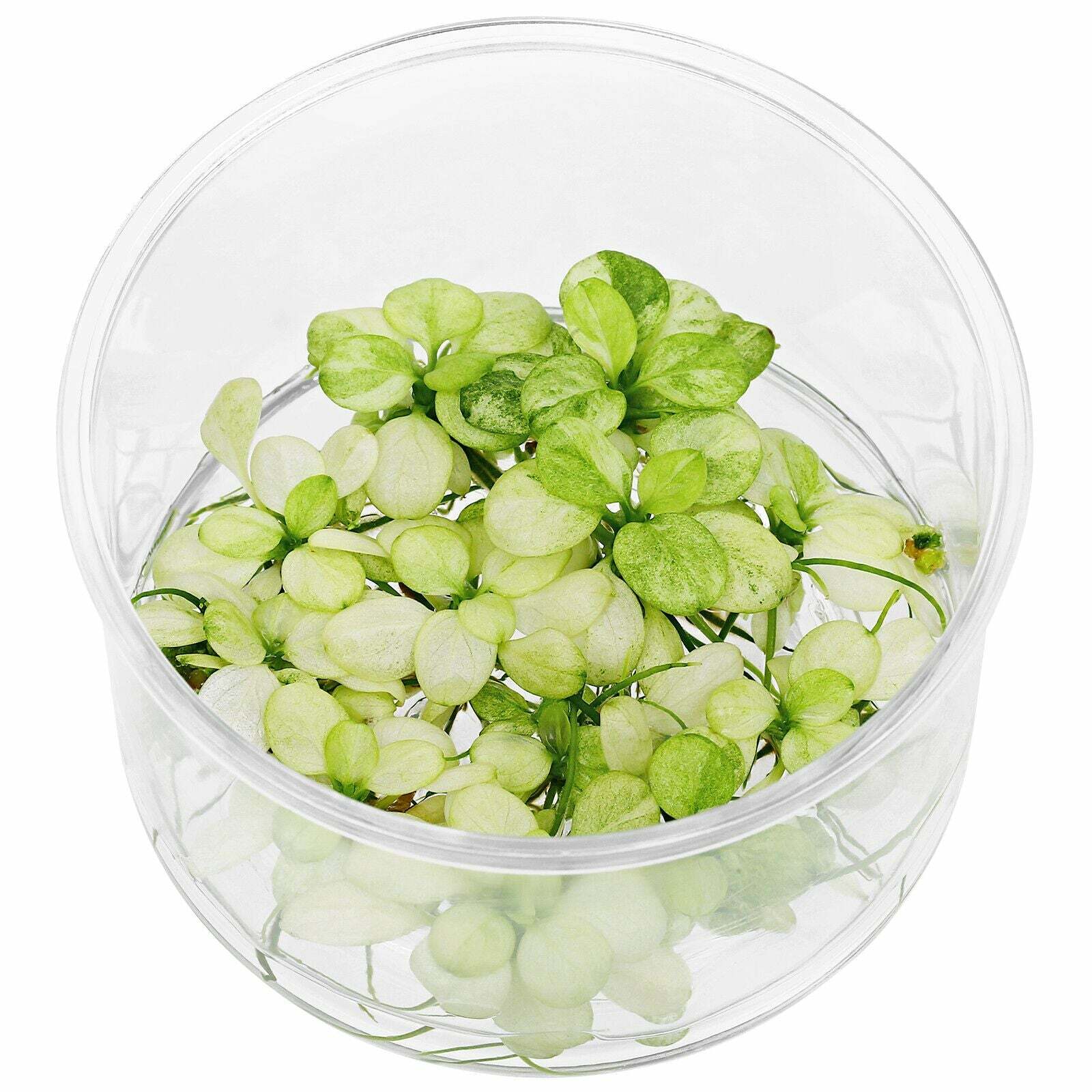 無菌杯｜白斑花葉小榕