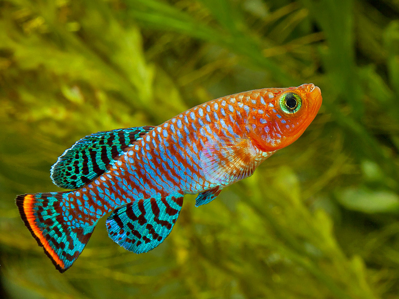 火麒麟｜漂亮寶貝