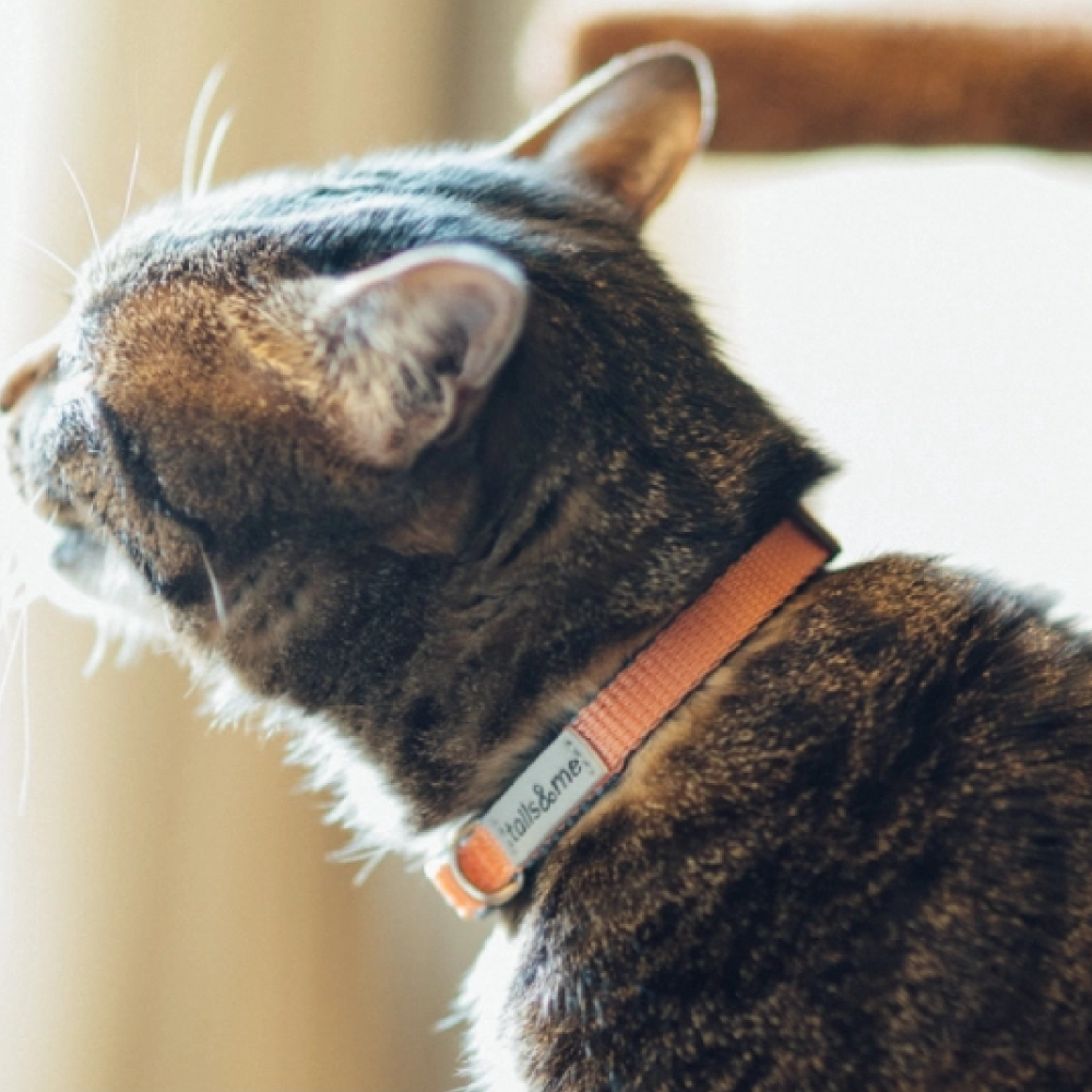tails&me 尾巴與我 | 經典尼龍帶系列-貓用安全項圈 (6色)