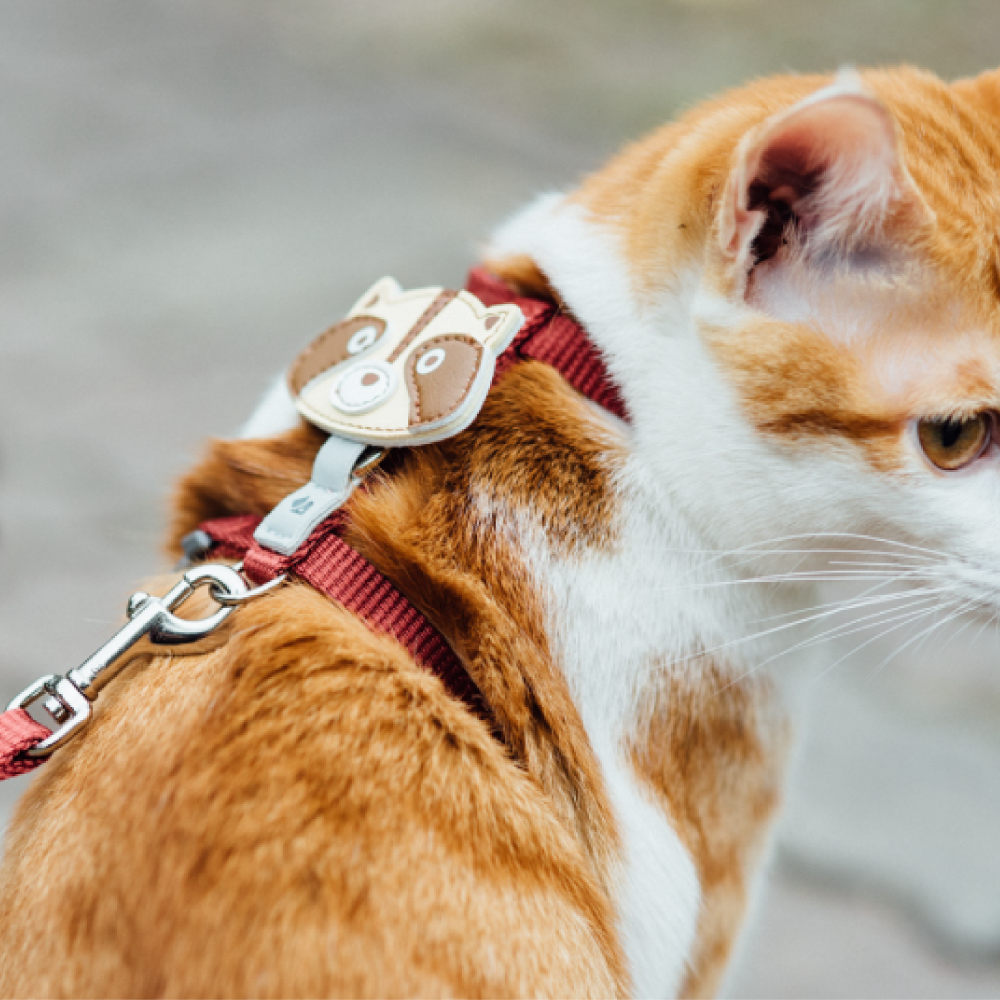 tails&me 尾巴與我 | 經典尼龍帶系列-貓用胸背帶 (6色)