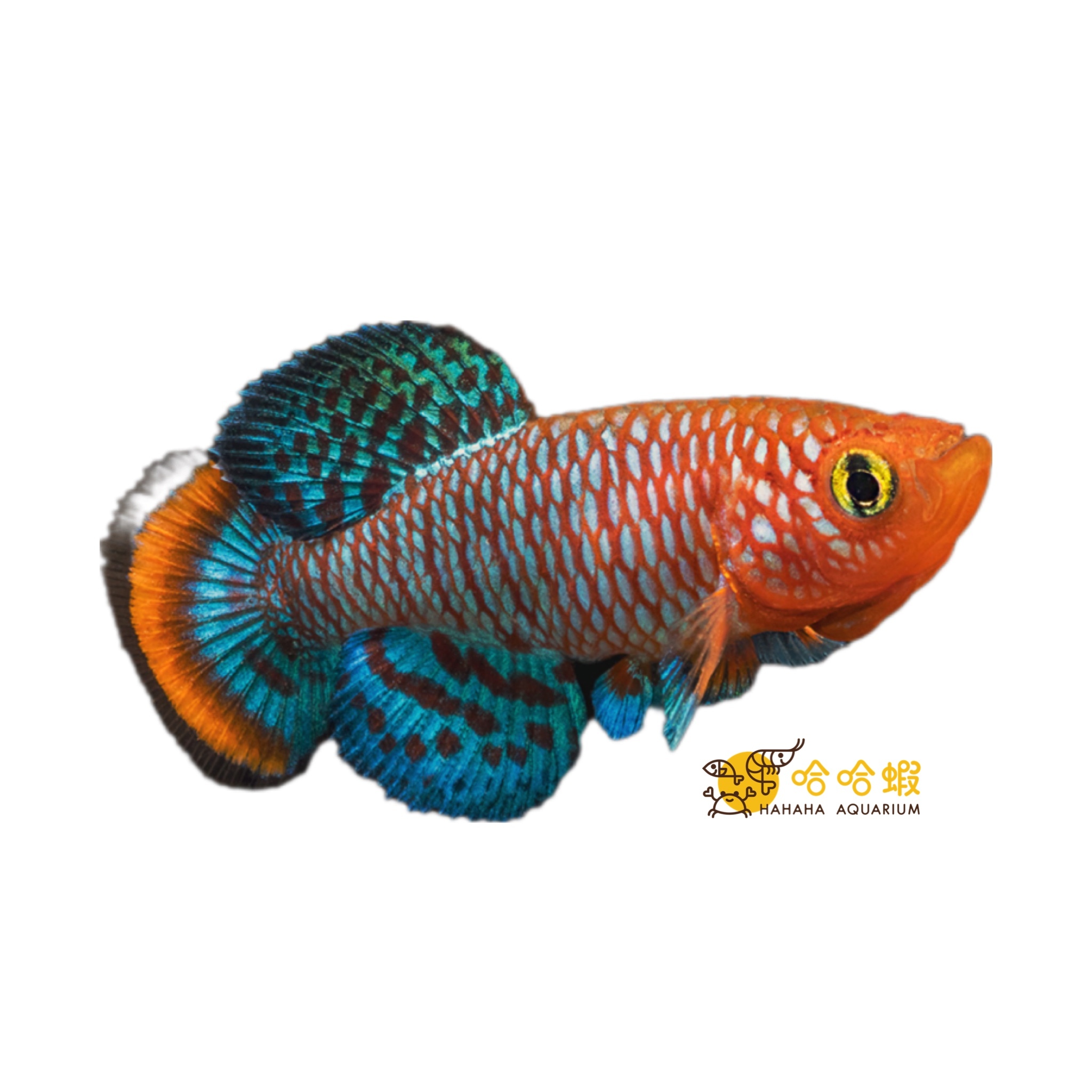 火麒麟｜漂亮寶貝