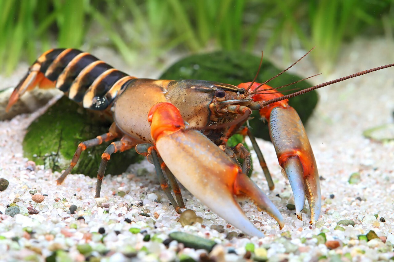 印尼斑馬狼蝦  Cherax peknyi