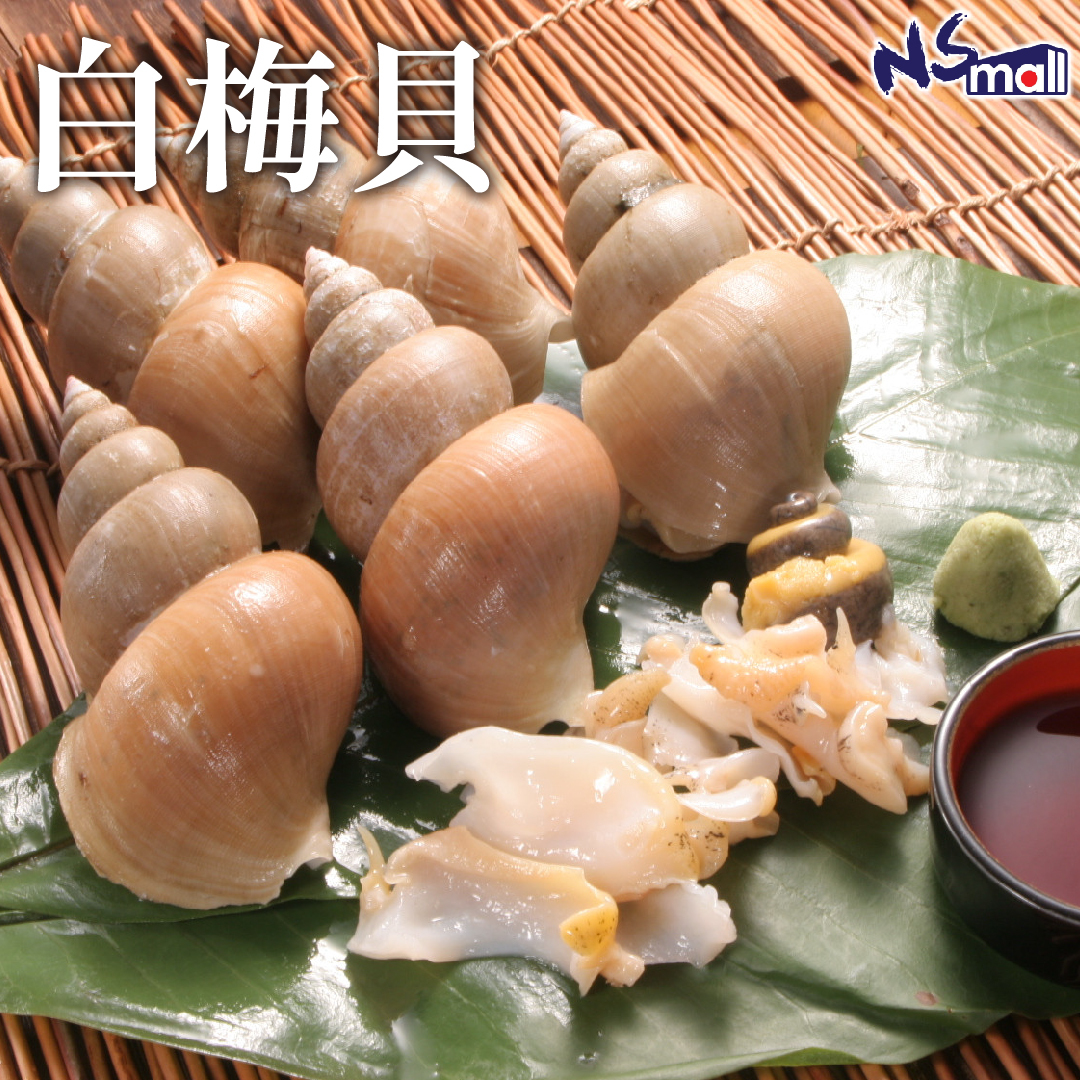 白梅貝 約500g/份 【熟食用 不可生食】