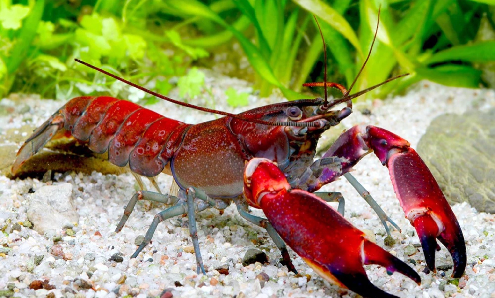 印尼紅磚狼蝦  Cherax wagenknechtae  (Red brick)