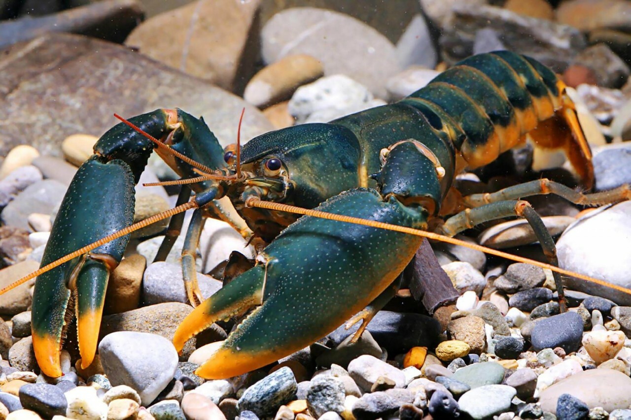 印尼斯諾登狼蝦 Cherax Snowden