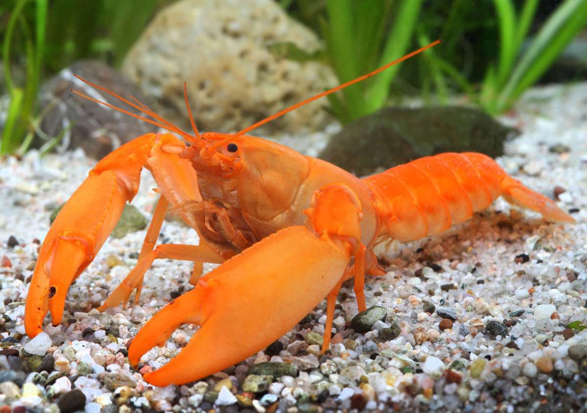 印尼柑桔狼蝦 Cherax holthuisi var Apricot