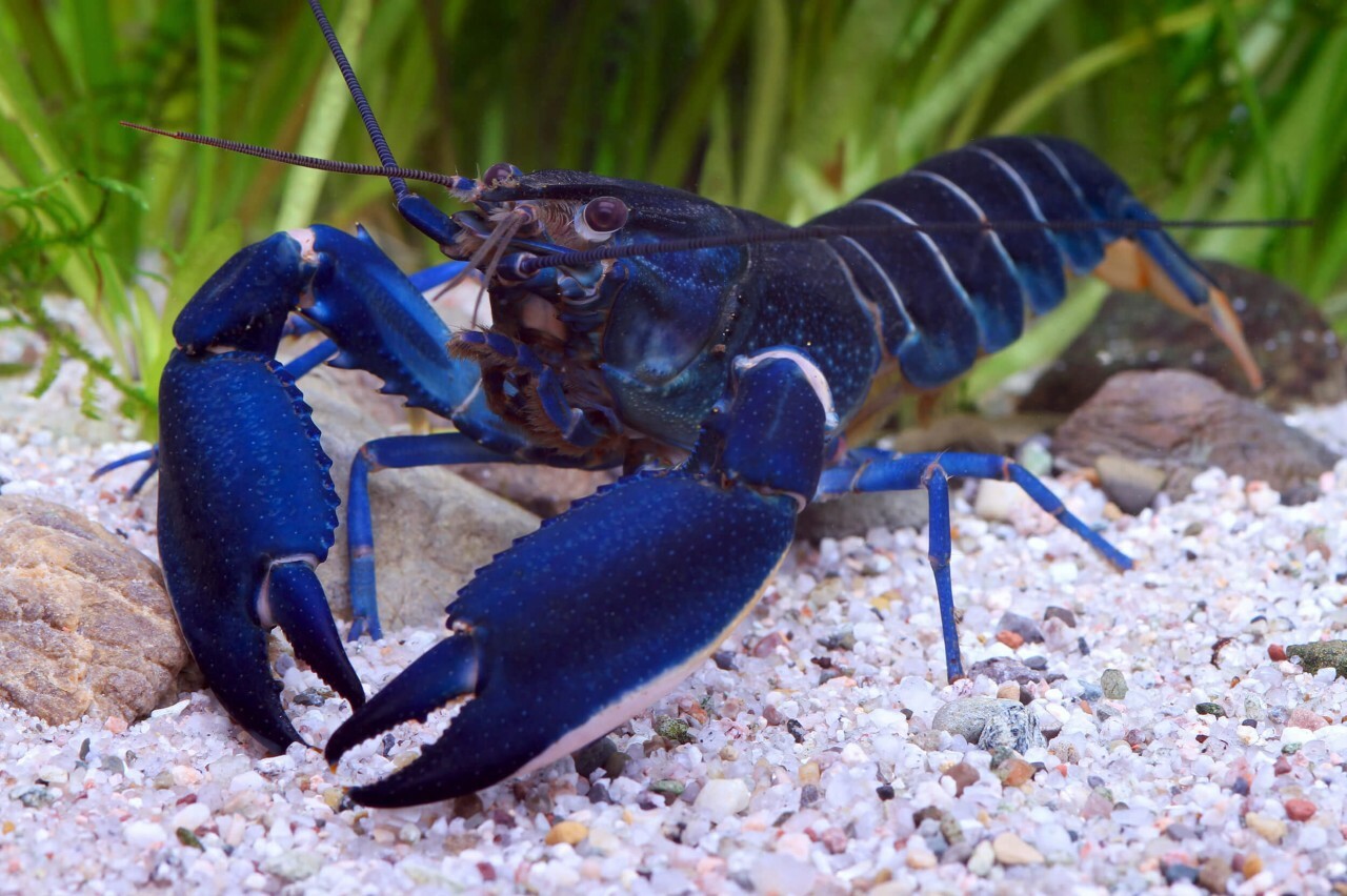 印尼藍月狼蝦 Cherax sp. Blue Moon