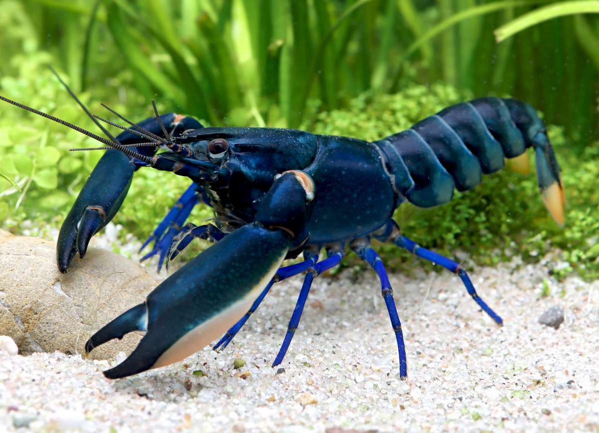 印尼藍月狼蝦 Cherax sp. Blue Moon