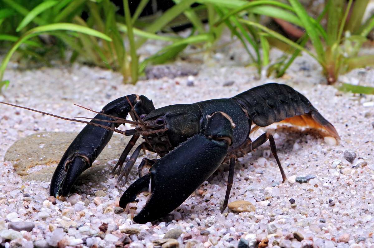 印尼黑蝎狼蝦 Cherax holthuisi. Black Scorpion