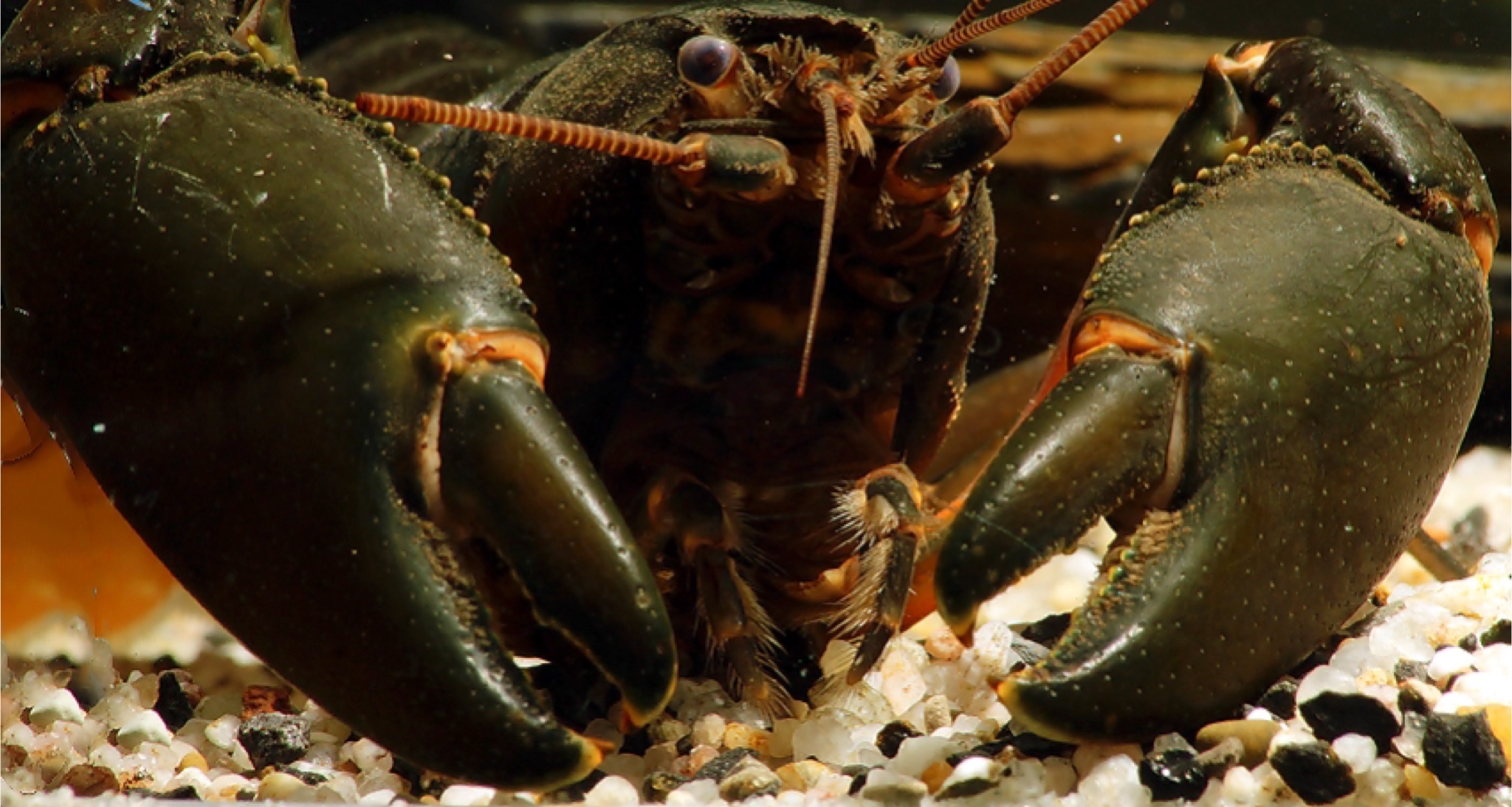 印尼黑蝎狼蝦 Cherax holthuisi. Black Scorpion