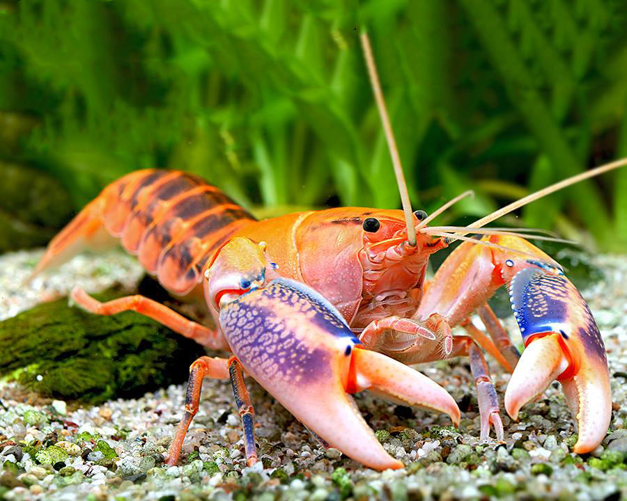 星際火山破壞者 ｜Volcano Yabby