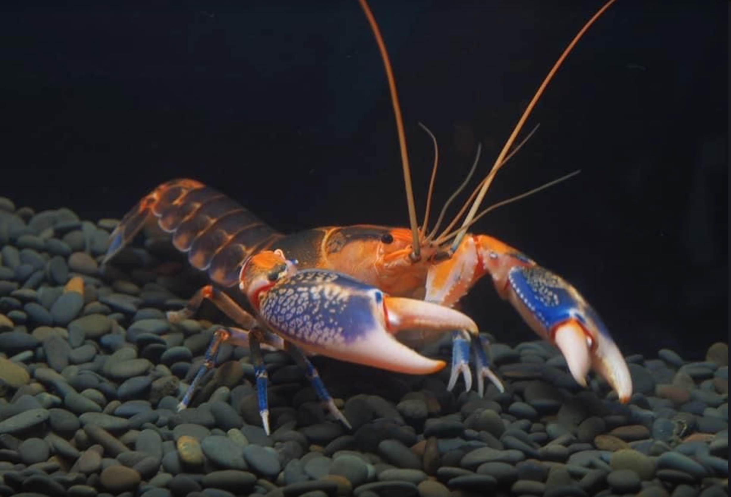 星際火山破壞者 ｜Volcano Yabby