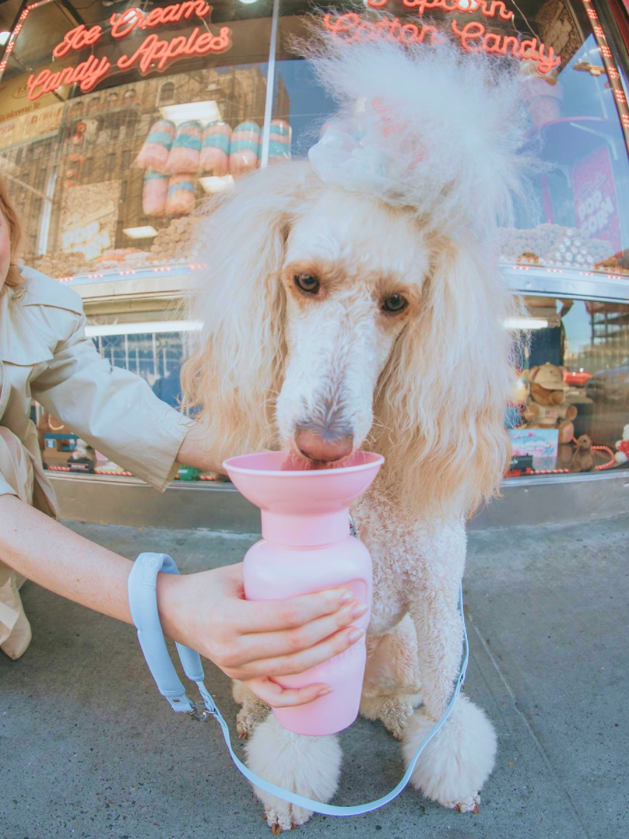 【美國 Springer】經典外出水壺｜寵物水壺