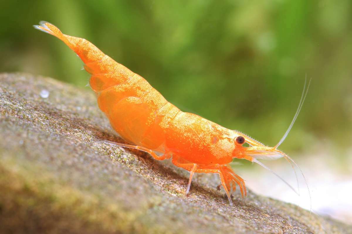 新奇士蝦🍊 Neocaridina davidi "Orange"