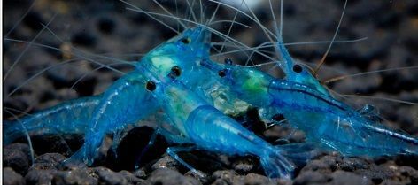 薄荷啫喱蝦 ｜Neocaridina davidi var. "Blue Jelly "
